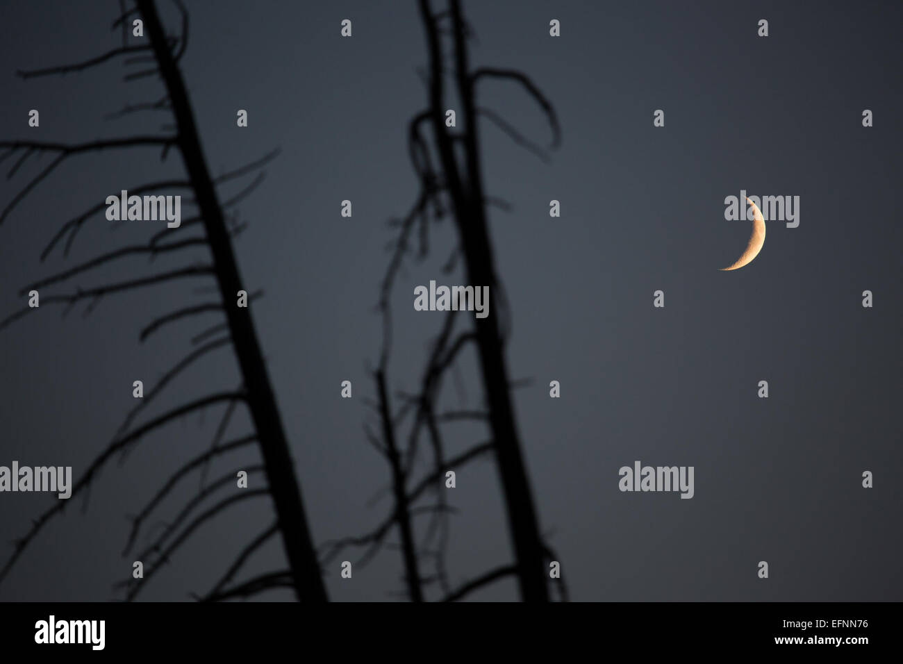 Fotografia del quasi primo quarto di luna, scattata da Neal Herbert nell'agosto 2014. Questa fase della luna è nota per il suo aspetto mezzo illuminato, una fase chiave nel ciclo lunare. Foto Stock