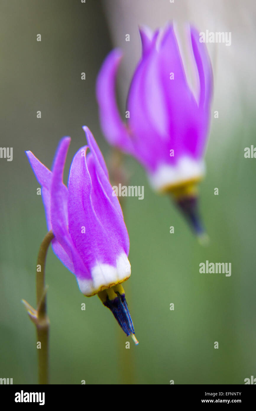 Una fotografia scattata da Neal Herbert nel maggio 2014 che cattura una stella cadente nel cielo notturno. Questo scatto a lunga esposizione evidenzia la bellezza degli eventi celesti nel cielo notturno. Foto Stock
