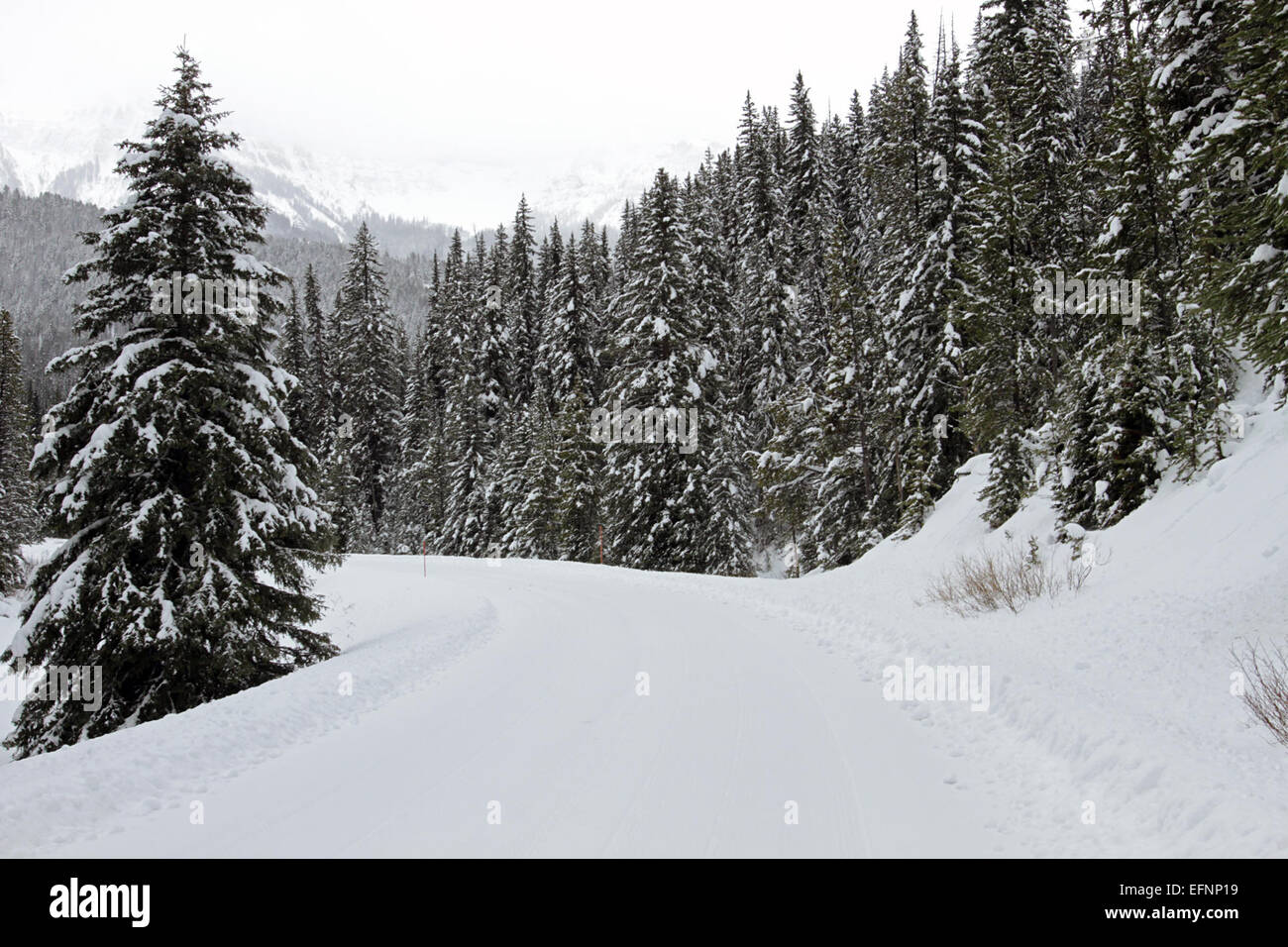 Una strada innevata vicino a Pebble Creek nel parco nazionale di Yellowstone, catturata nel novembre 2014. Questa fotografia mostra l'inizio precoce delle condizioni invernali nel parco, con la neve che inizia a coprire le strade e il paesaggio. Foto Stock