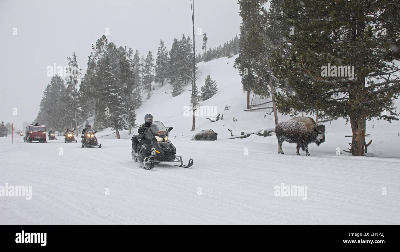 Snwomobiles e motoslitte bison bison passando ad ovest sulla strada di accesso; Jim Peaco; Febbraio 29, 2012; Catalogo #19250d; originale #275I2214 Foto Stock
