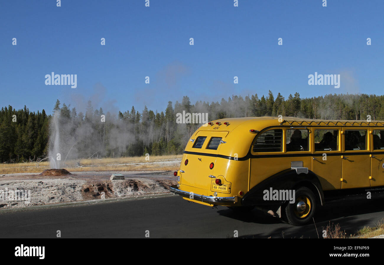 Un autobus turistico ferma per guardare il geyser Pink Cone lungo Firehole Lake Drive nel Parco Nazionale di Yellowstone. Il geyser, una caratteristica popolare del parco, attrae i visitatori che amano osservare la sua attività geotermica unica. Foto Stock