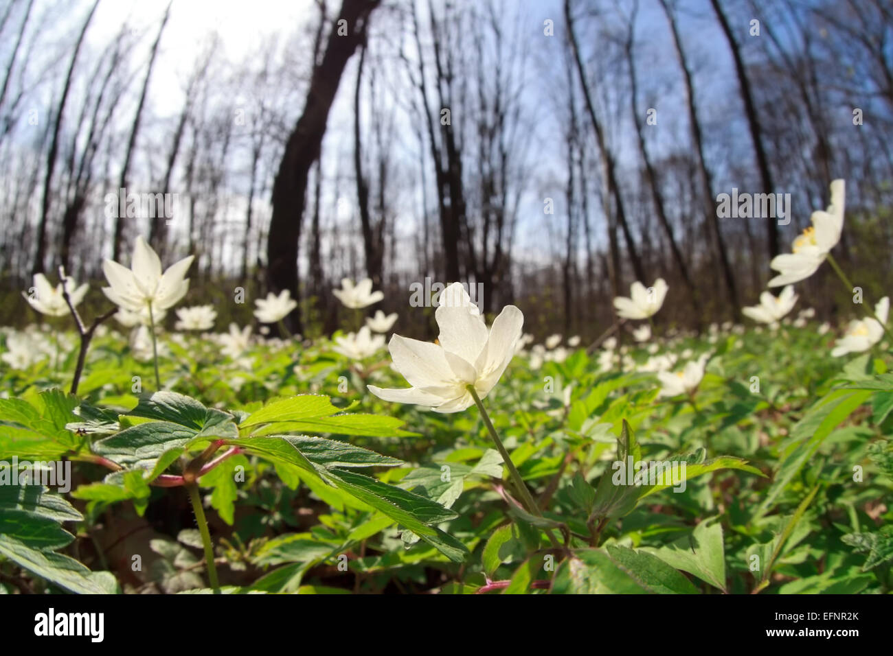 Anemone fiori selvatici nella foresta di primavera Foto Stock