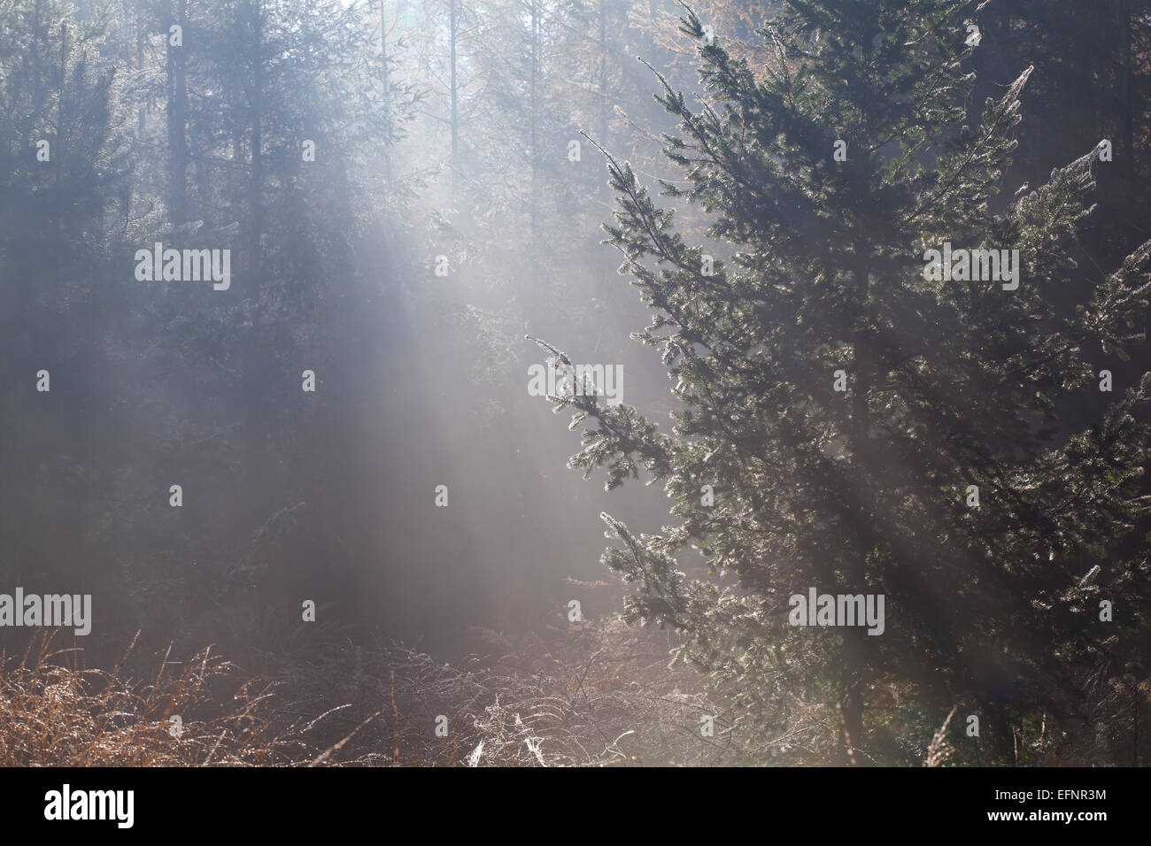 Sole mattutino in autunno la foresta di conifere Foto Stock