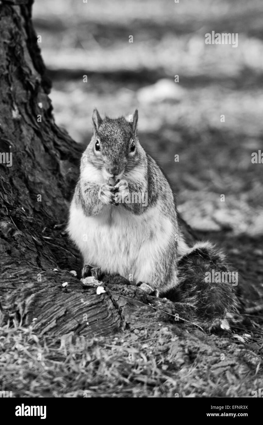 Lo scoiattolo mangiare un dado Foto Stock