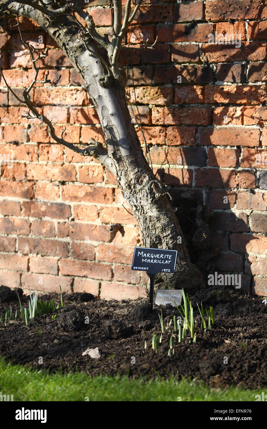 Marguerite marrillat pear tree Foto Stock