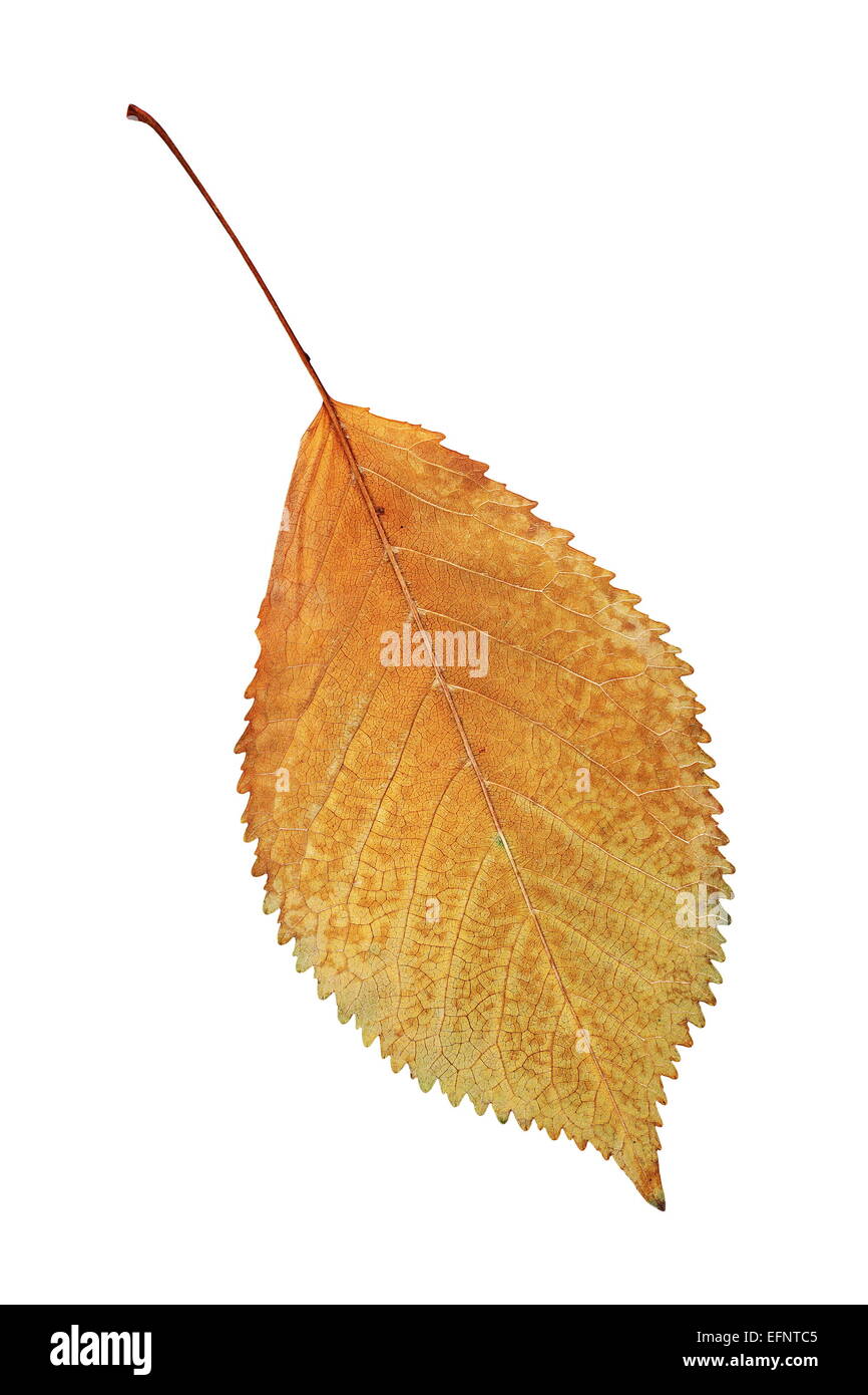 Oro simbolo di autunno, bella sbiadito Cherry leaf isolato su bianco Foto Stock