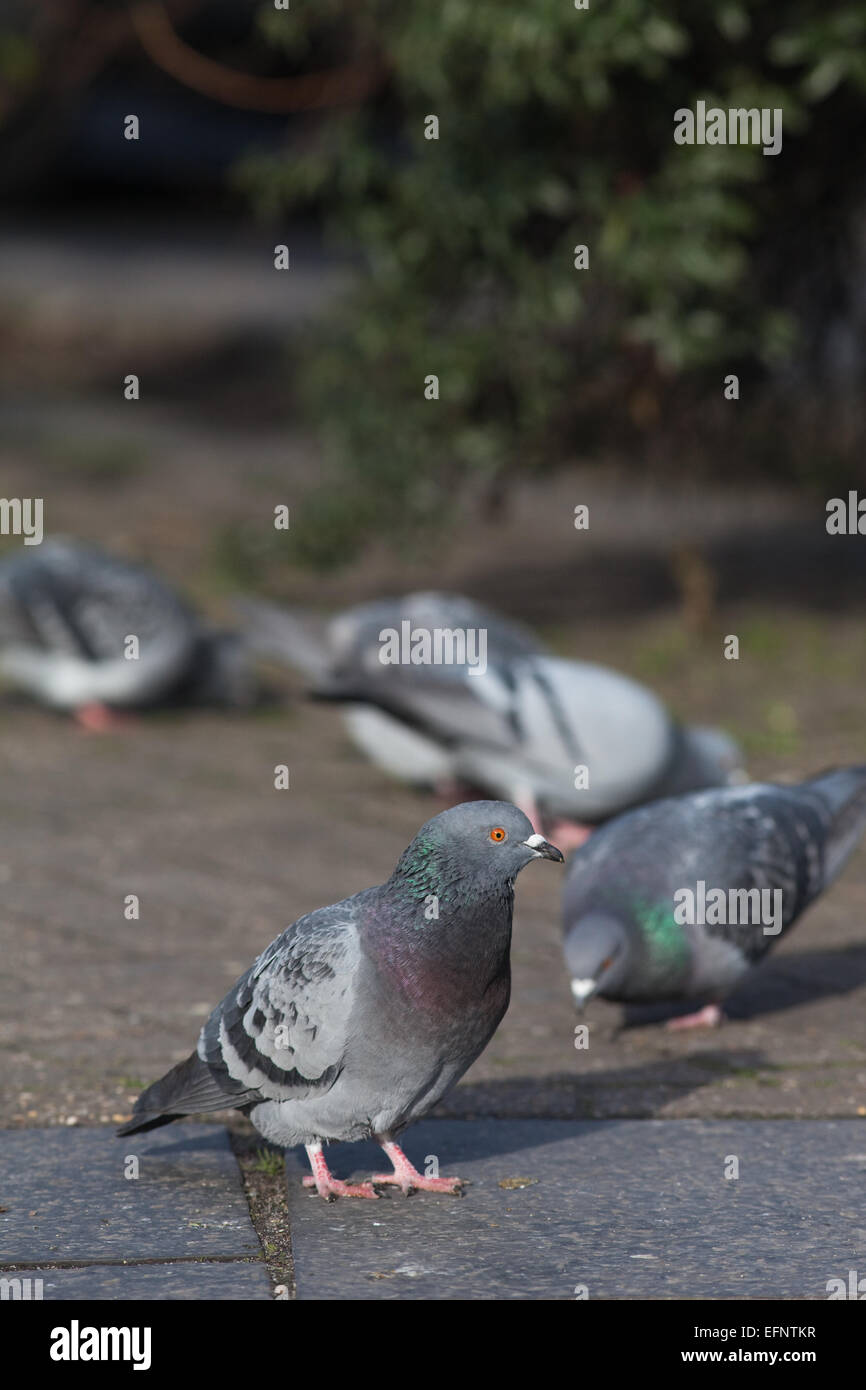 Feral piccioni domestici (Columba livia). Abitare gratuitamente per uccelli addomesticati, discendenti di roccia selvaggia Colomba. Londra. In Inghilterra. Foto Stock