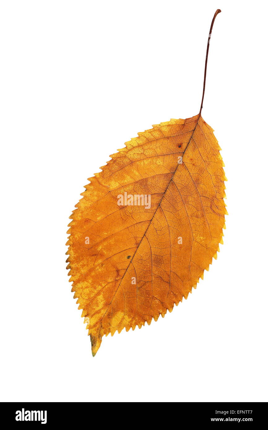 Cherry leaf nella stagione autunnale, isolamento su sfondo bianco Foto Stock