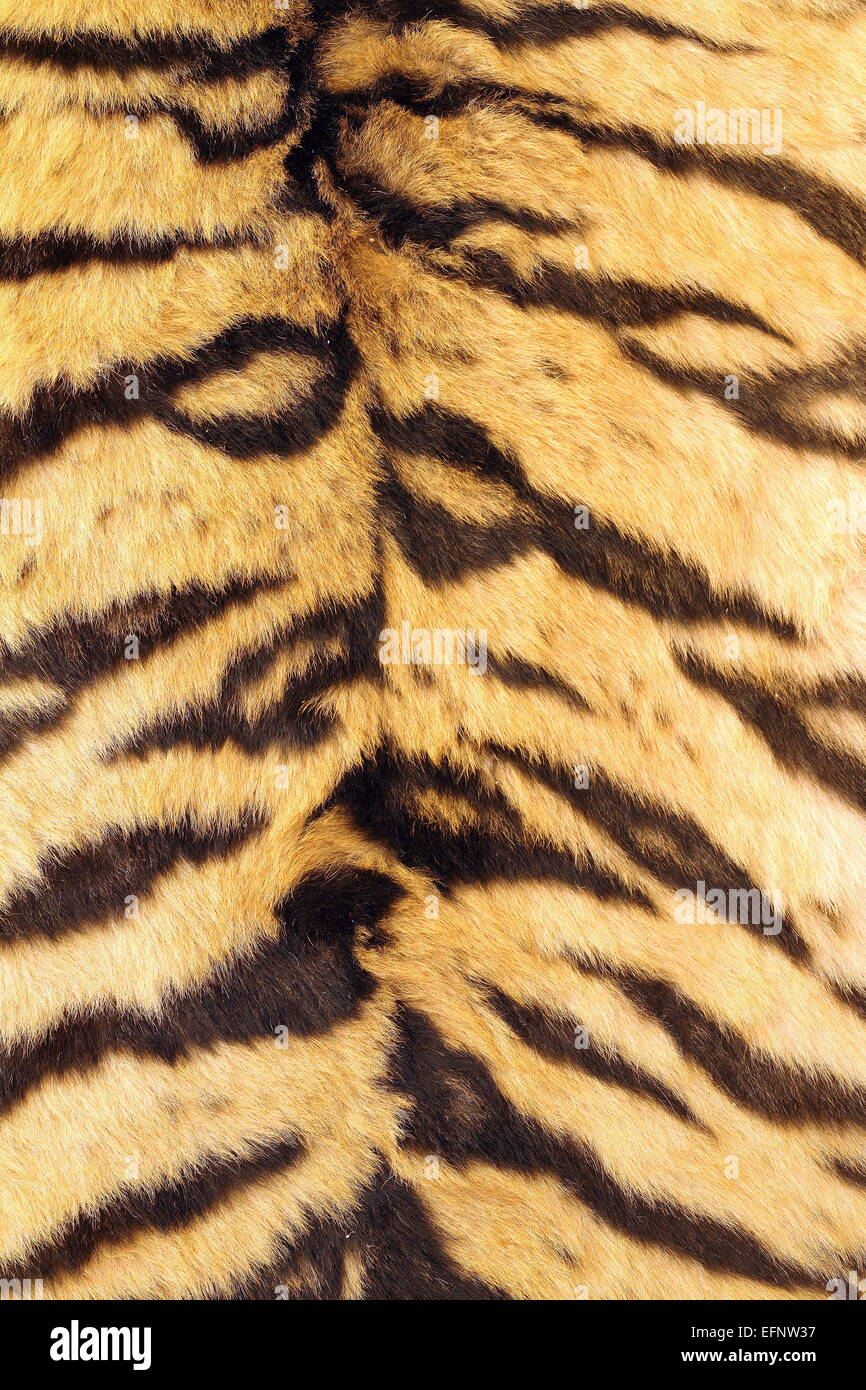 Naturale modello reale di strisce su tiger fur Foto Stock