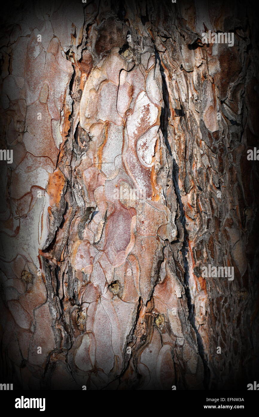Corteccia texture sul tronco del vecchio albero di pino Foto Stock