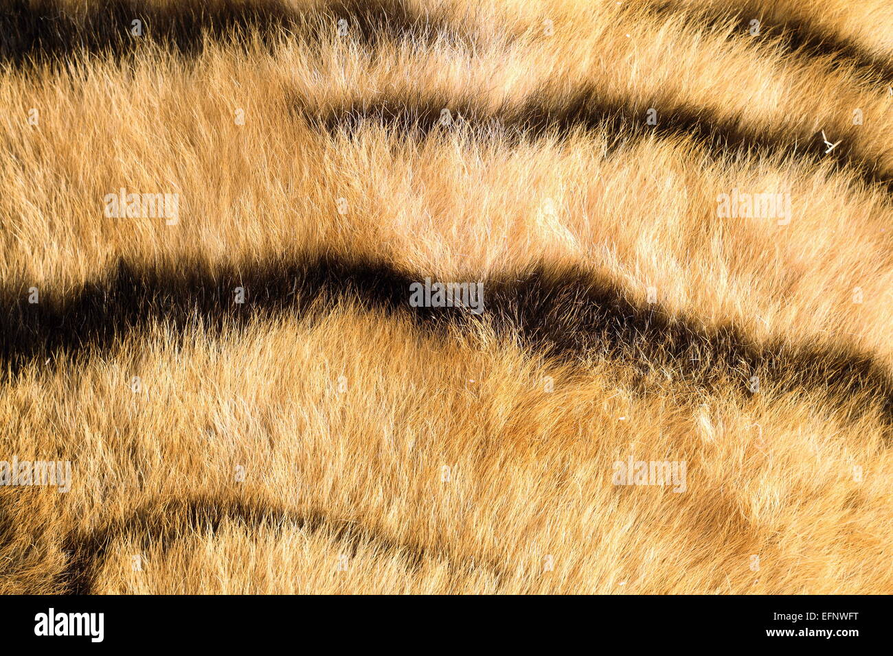 Tiger pelt close up, dettagli di strisce scure Foto Stock