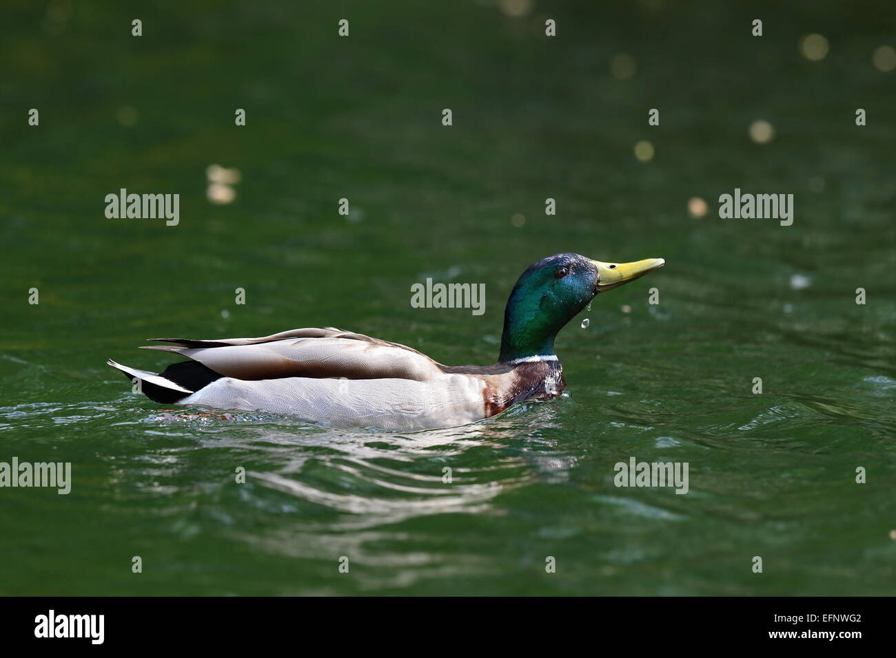 Selvatica uccello maschio ( Mallard duck, Anas platyrhynchos ) sollevando la sua testa da acqua Foto Stock