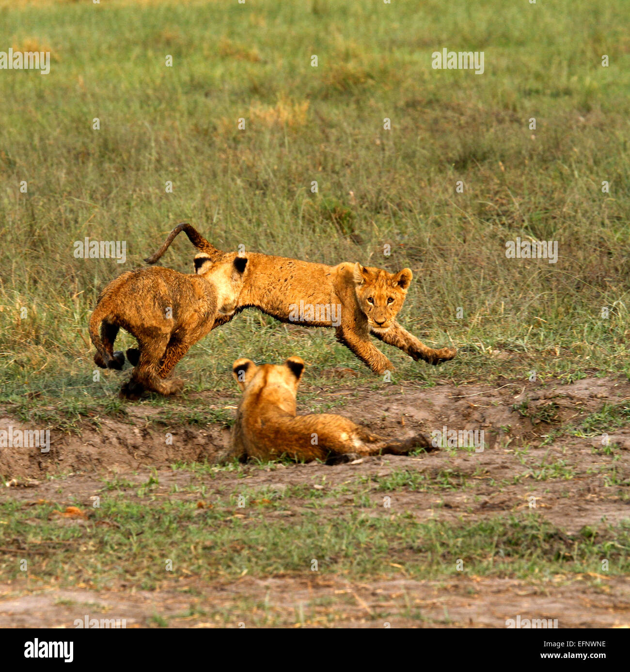 Un trio di Wild African Lion cubs giocare insieme, parte di un grande orgoglio girato in Botswana in location a Savuti Marsh Foto Stock