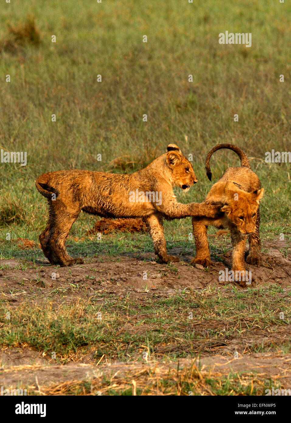 Una coppia di Wild African Lion cubs giocare insieme, parte di un grande orgoglio girato in Botswana in location a Savuti Marsh Foto Stock
