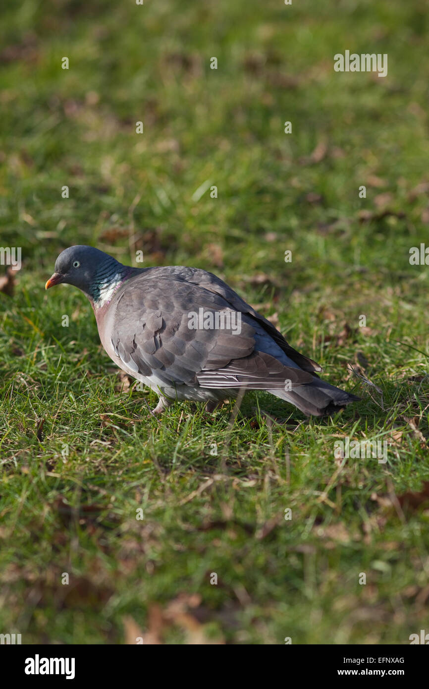 Woodpigeon (Columba palumbus). Rovistando sul terreno tra l'erba, ricerca di semi vegetali commestibili parti. Foto Stock