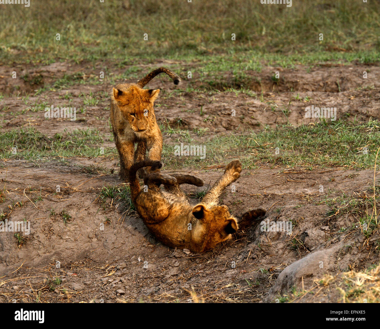 Una coppia di Wild African Lion cubs giocare insieme, parte di un grande orgoglio girato in Botswana in location a Savuti Marsh Foto Stock