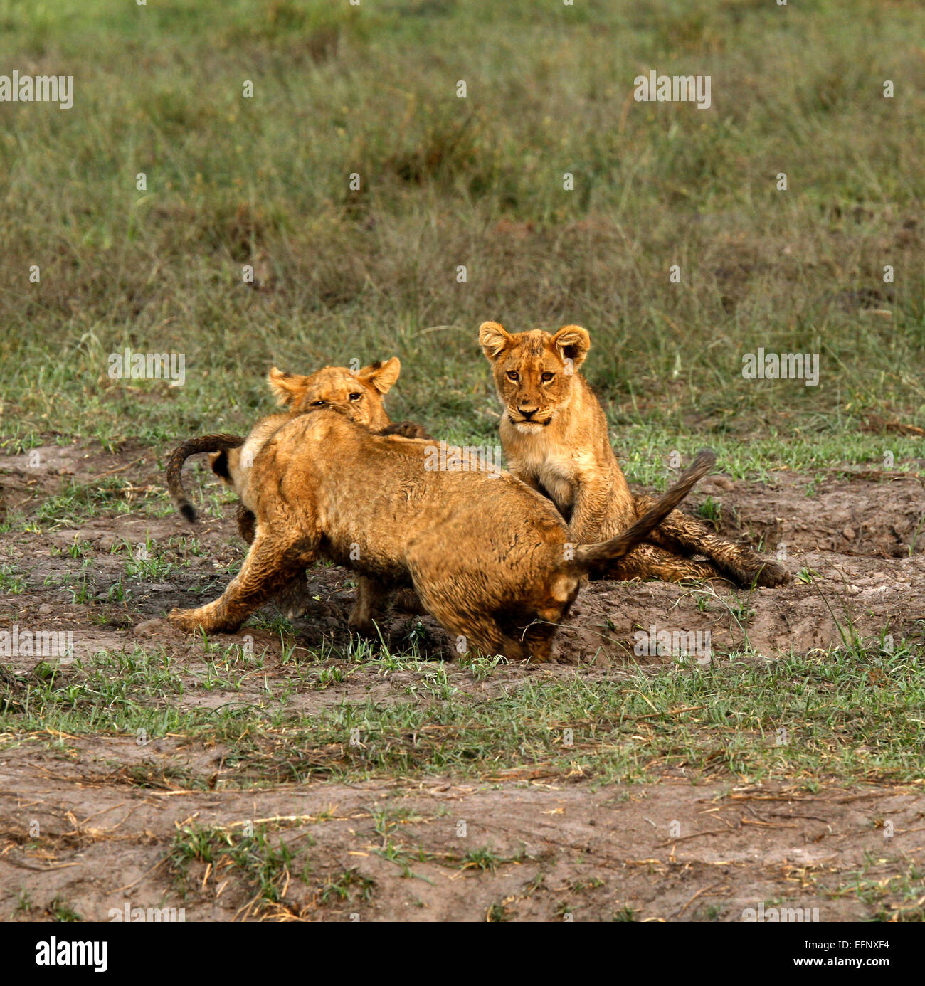 Wild African Lion cubs giocoso sulle vaste pianure che cresce nella keystone predatori imparare a caccia durante la riproduzione Foto Stock