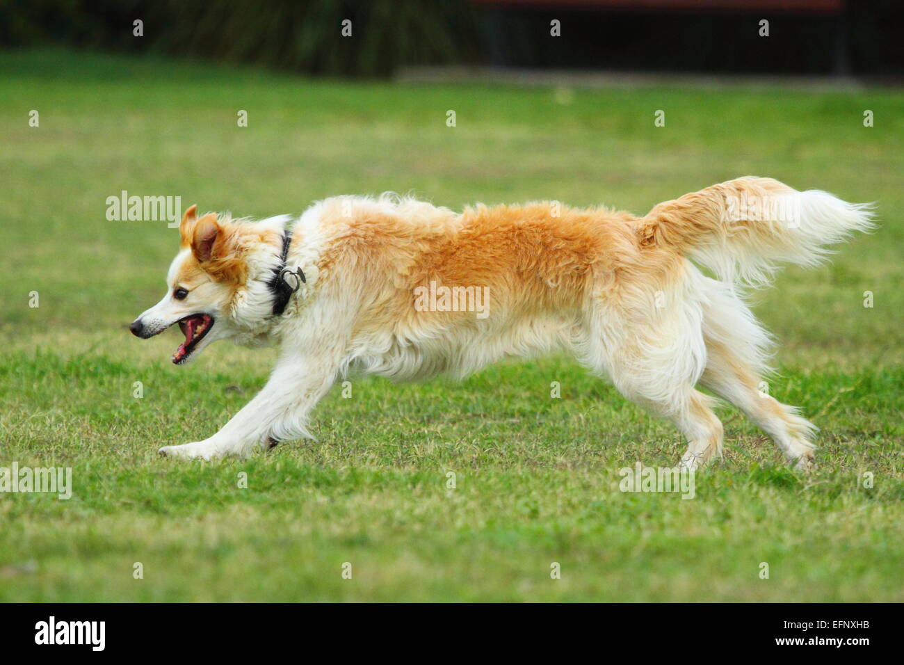 Tahu - un cane che presenta una grande gioia e specialità al dribbling di un pallone da calcio a riserva Trenery, Coogee, Sydney, NSW, Australia. Foto Stock