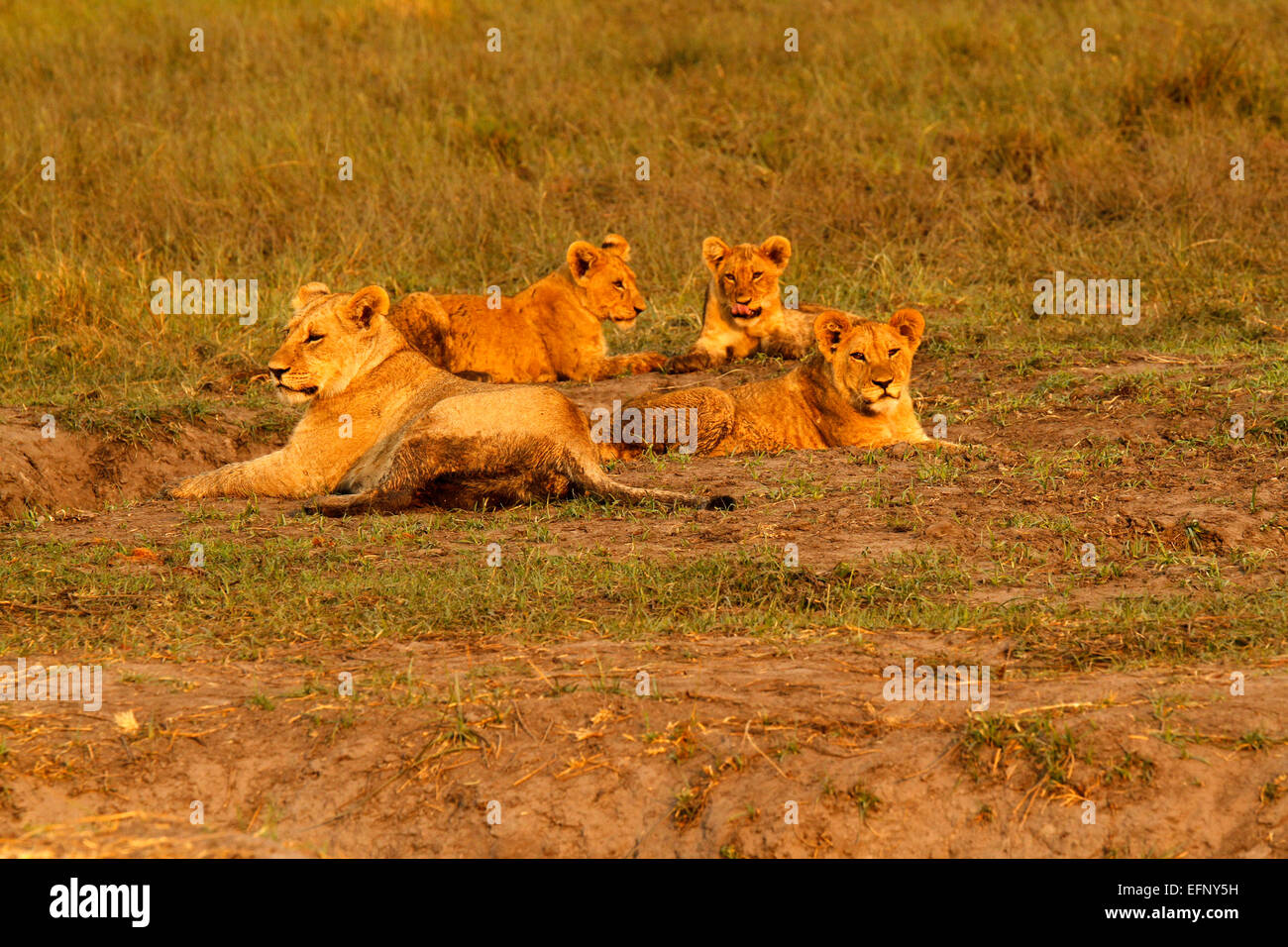 Wild African Lion cubs con il loro servizio di babysitter mamma posa intorno al sole sulle pianure del parco nazionale Foto Stock