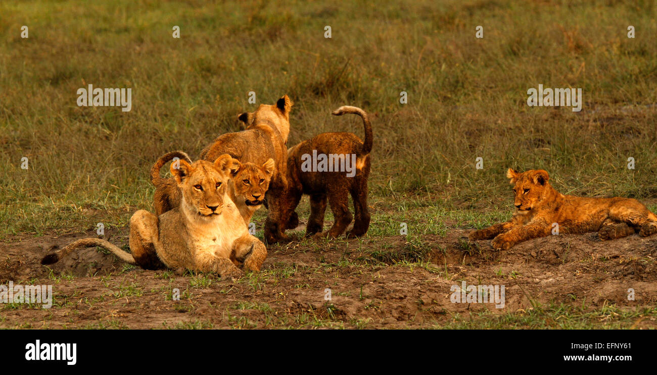 Tempo di gioco sulle pianure africane come il leone cubs tussle & divertimento sotto il sole una bella vista su un safari viaggi di vacanza Foto Stock