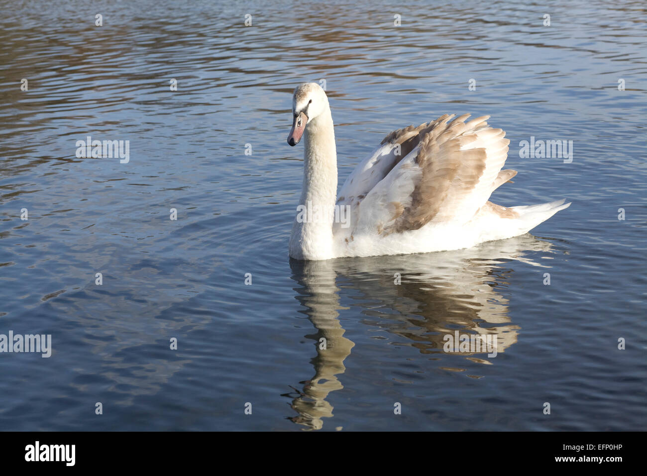 Swan su una serpentina in London Inghilterra England Foto Stock