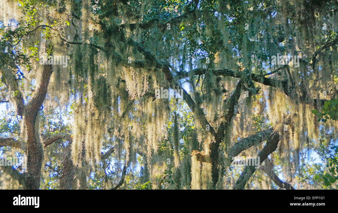 Muschio spagnolo su giganteschi alberi di quercia in Sant'Agostino, Florida. Foto Stock