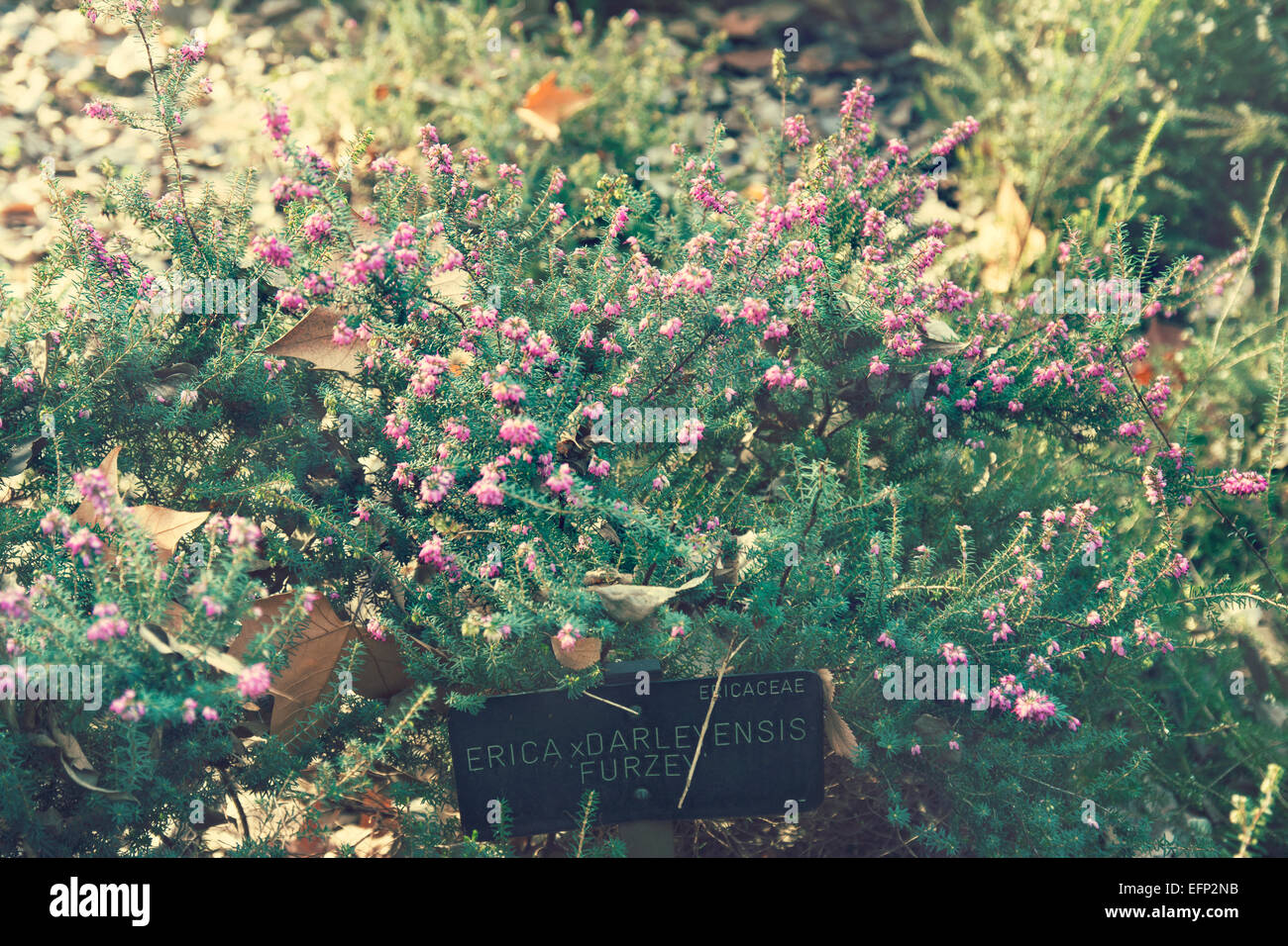 Fiori Piante, dettaglio cartello, giardino Foto Stock