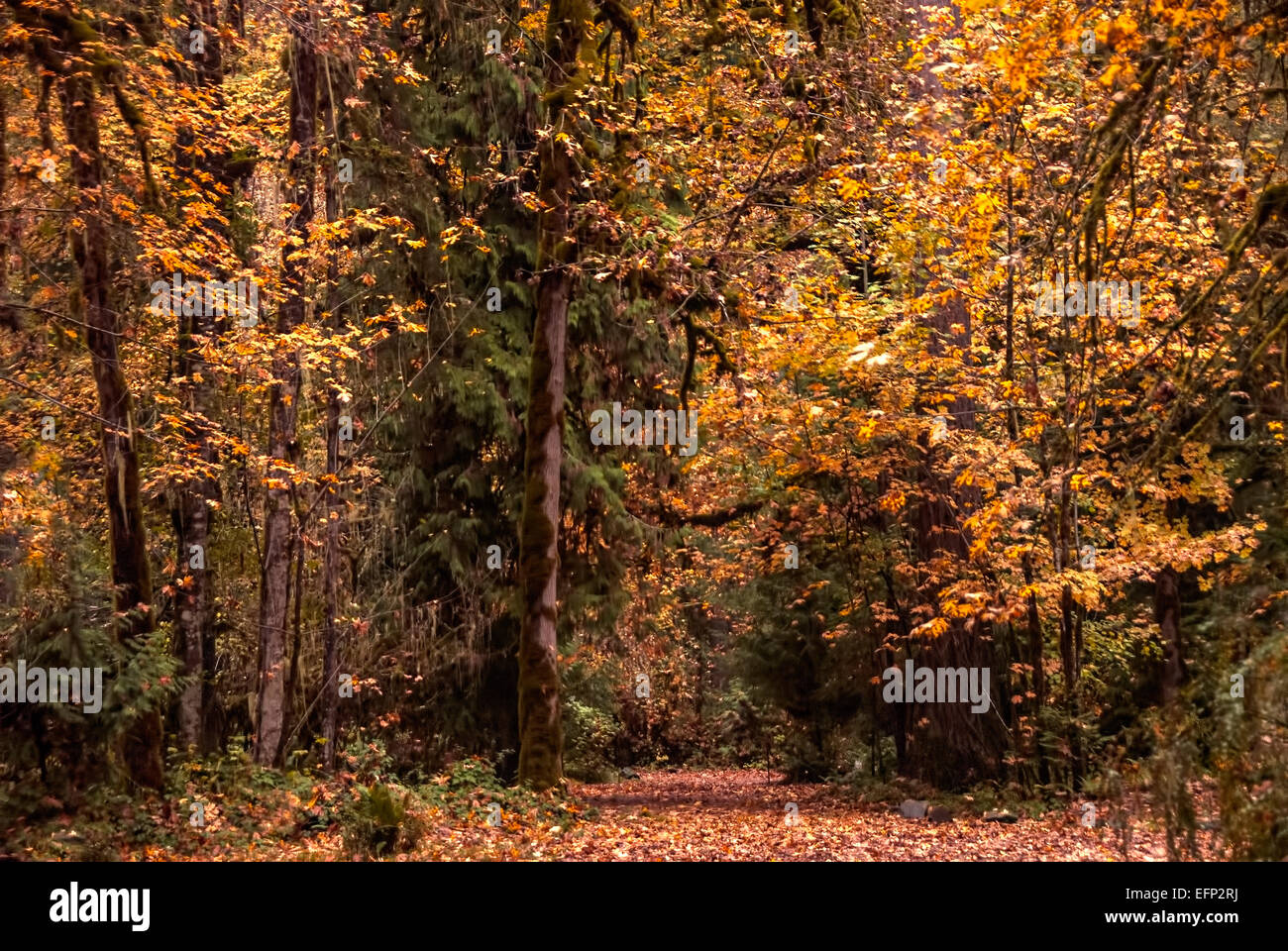 Sentiero forestale piovoso immagini e fotografie stock ad alta ...