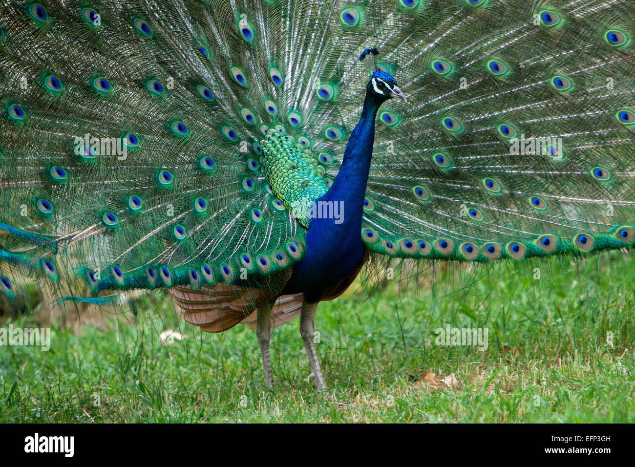 Un bellissimo pavone con le piume colorate e di stare in giardino Foto  stock - Alamy