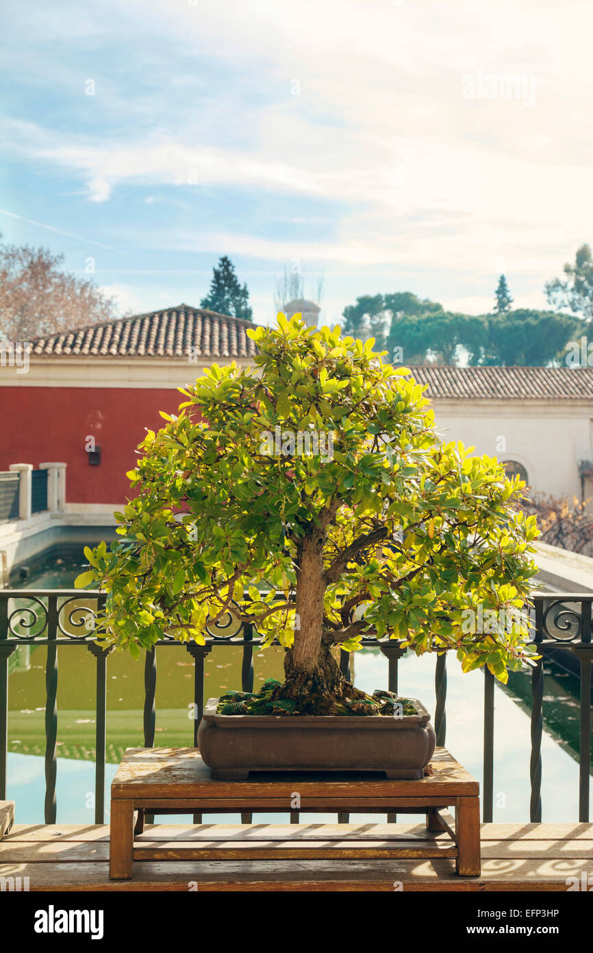 Bonsai nel Parco del Retiro di Madrid, Spagna Foto Stock