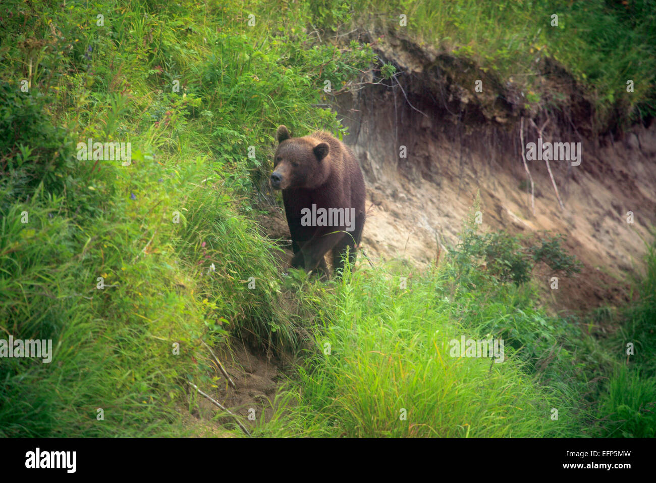 Orso bruno Ursus arctos, Opala river, penisola di Kamchatka, Russia Foto Stock