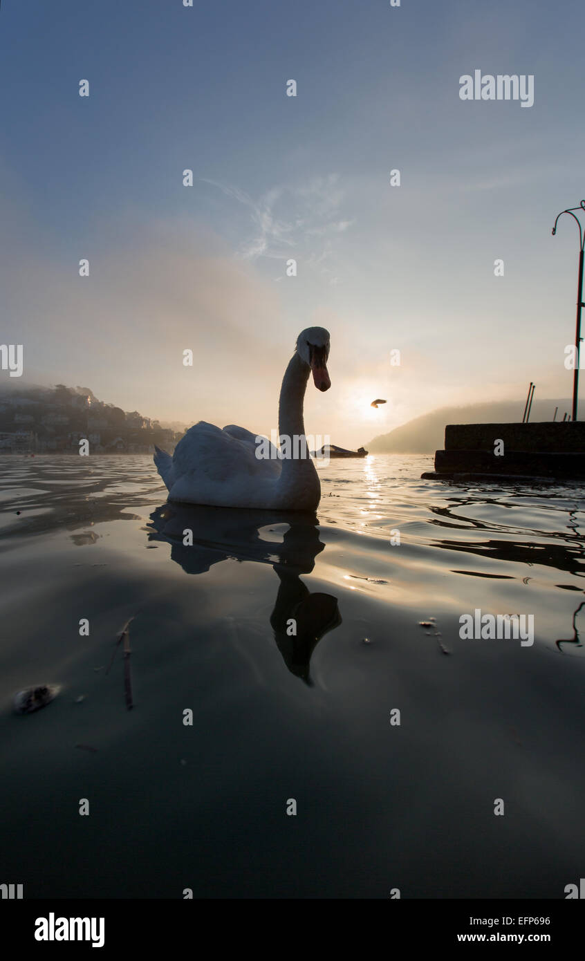 Città di Dartmouth, Inghilterra. Vista pittoresca di un cigno nuoto nel porto adiacente a Dartmouth storico di Bayard Cove. Foto Stock