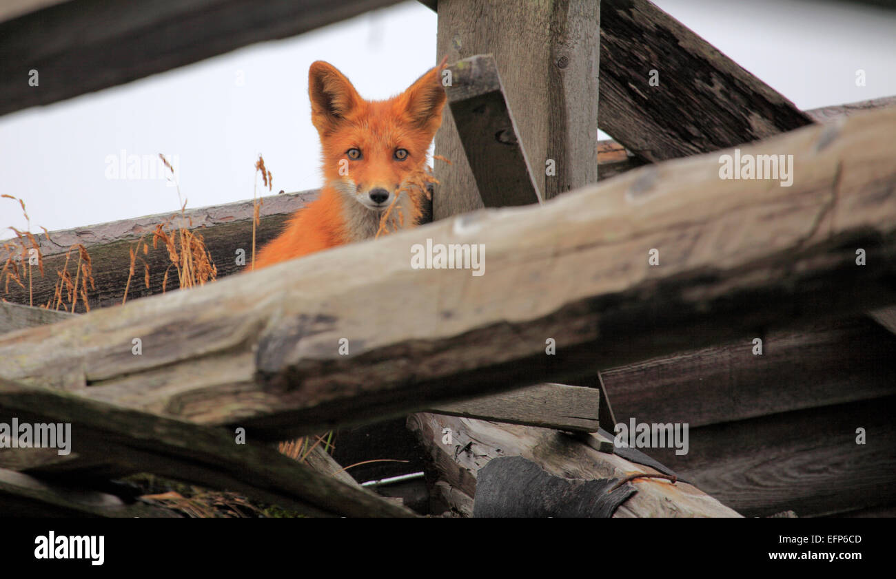 Red Fox (Vulpes vulpes vulpes) in casa abbandonata, Mare di Okhotsk costa, penisola di Kamchatka, Russia Foto Stock