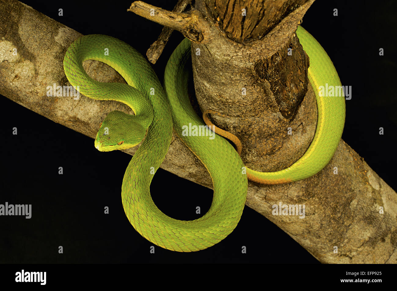 Dai viperidi, Red tailed pit viper, Trimeresurus erythrurus, velenosi Garjee insolito, Tripura Foto Stock