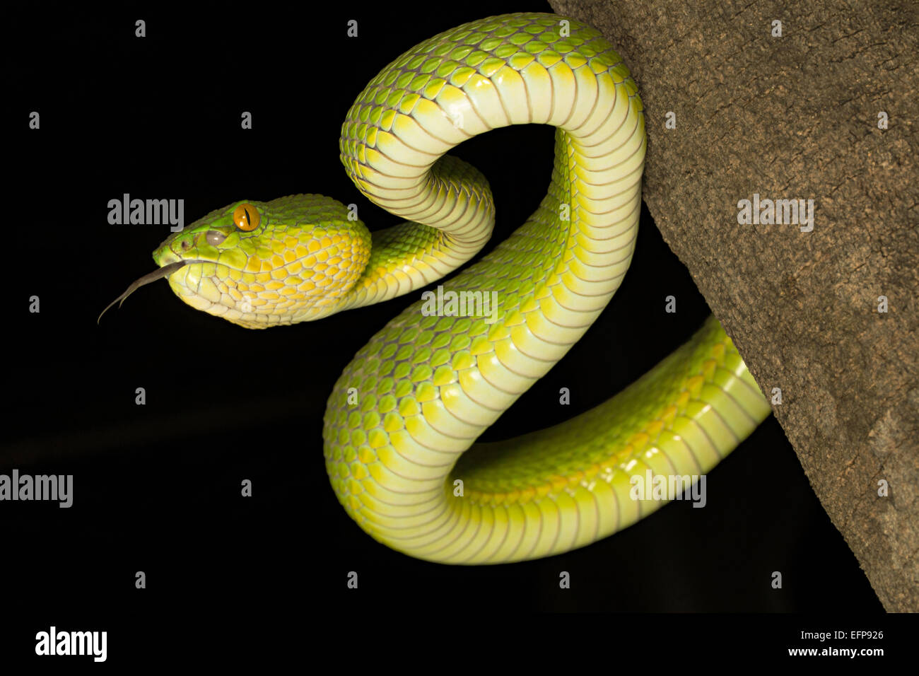 Dai viperidi, Red tailed pit viper, Trimeresurus erythrurus, velenosi Garjee insolito, Tripura Foto Stock