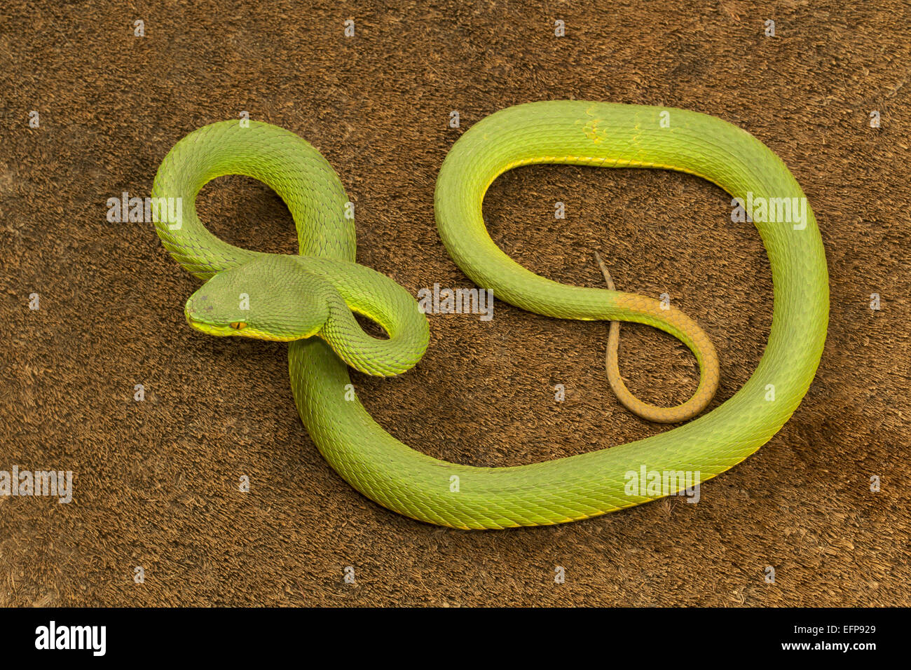 Dai viperidi, Red tailed pit viper, Trimeresurus erythrurus, velenosi Garjee insolito, Tripura Foto Stock