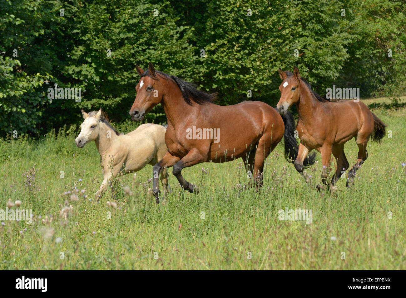 Pony Connemara baia mare due puledri pascolo galoppante Germania Foto Stock