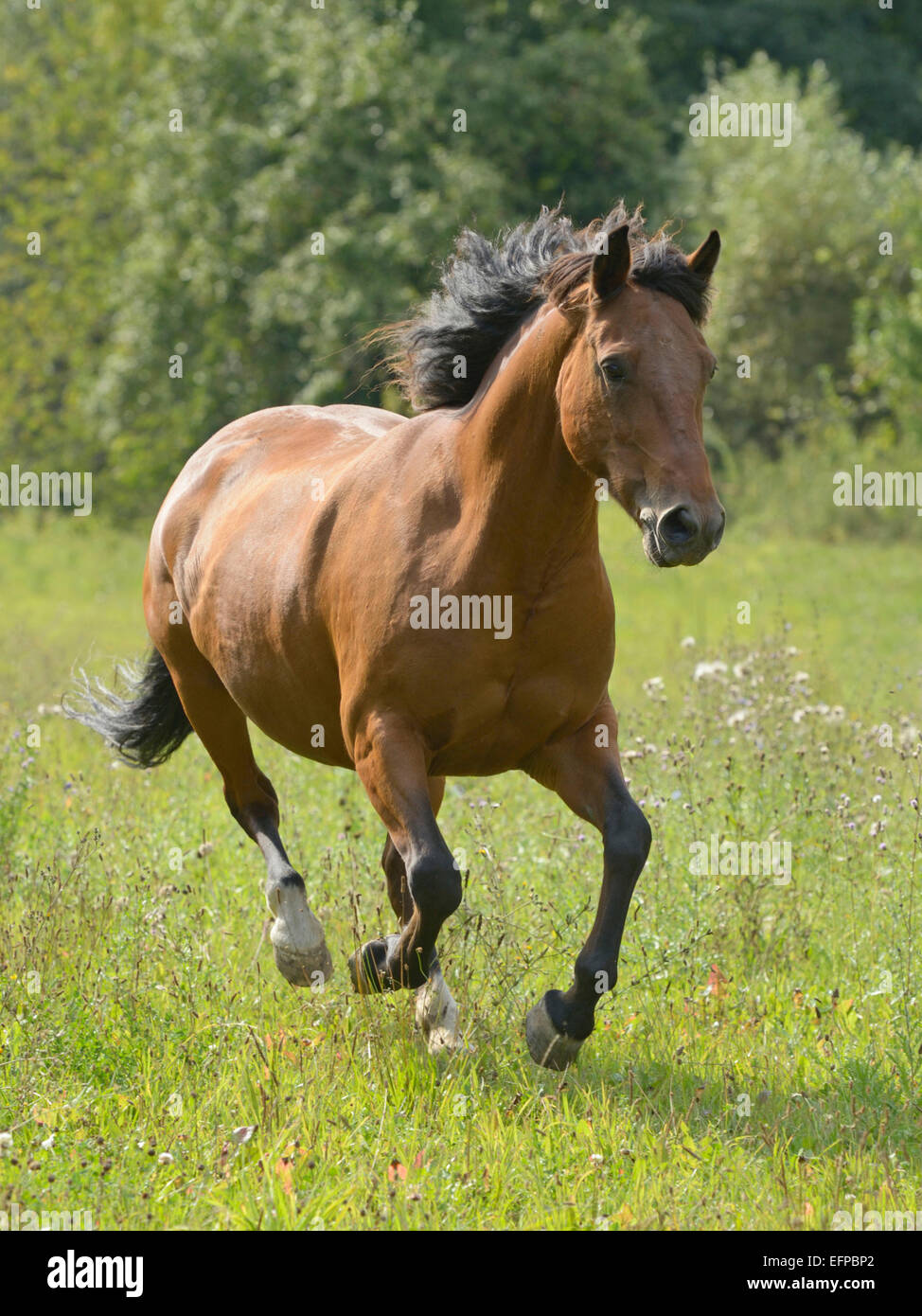 Pony Connemara Bay adulto pascolo galoppante Germania Foto Stock