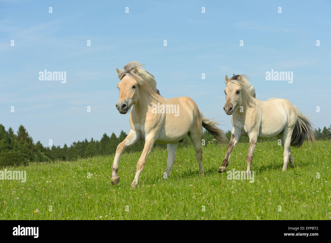 Fiordo norvegese cavallo due un anno: pascolo galoppante Germania Foto Stock