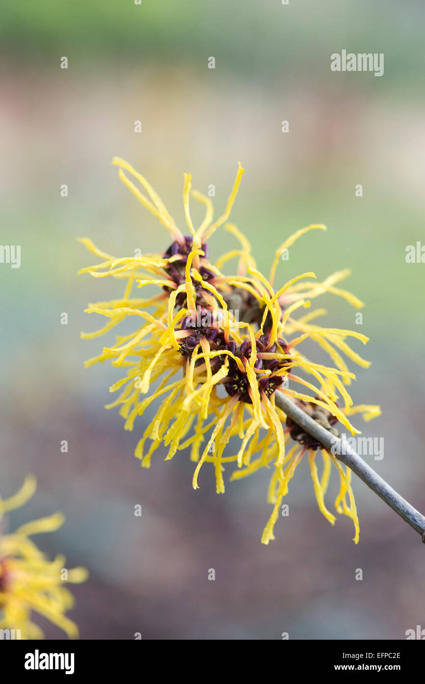 Hamamelis x Intermedia Barmstedt oro. Amamelide 'Barmstedt Oro' fioritura in inverno. Regno Unito Foto Stock
