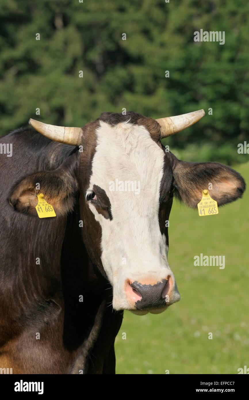 Razza Braunvieh Cattlex Holstein-Frisian pascolo di vacca Alta Baviera Germania Foto Stock