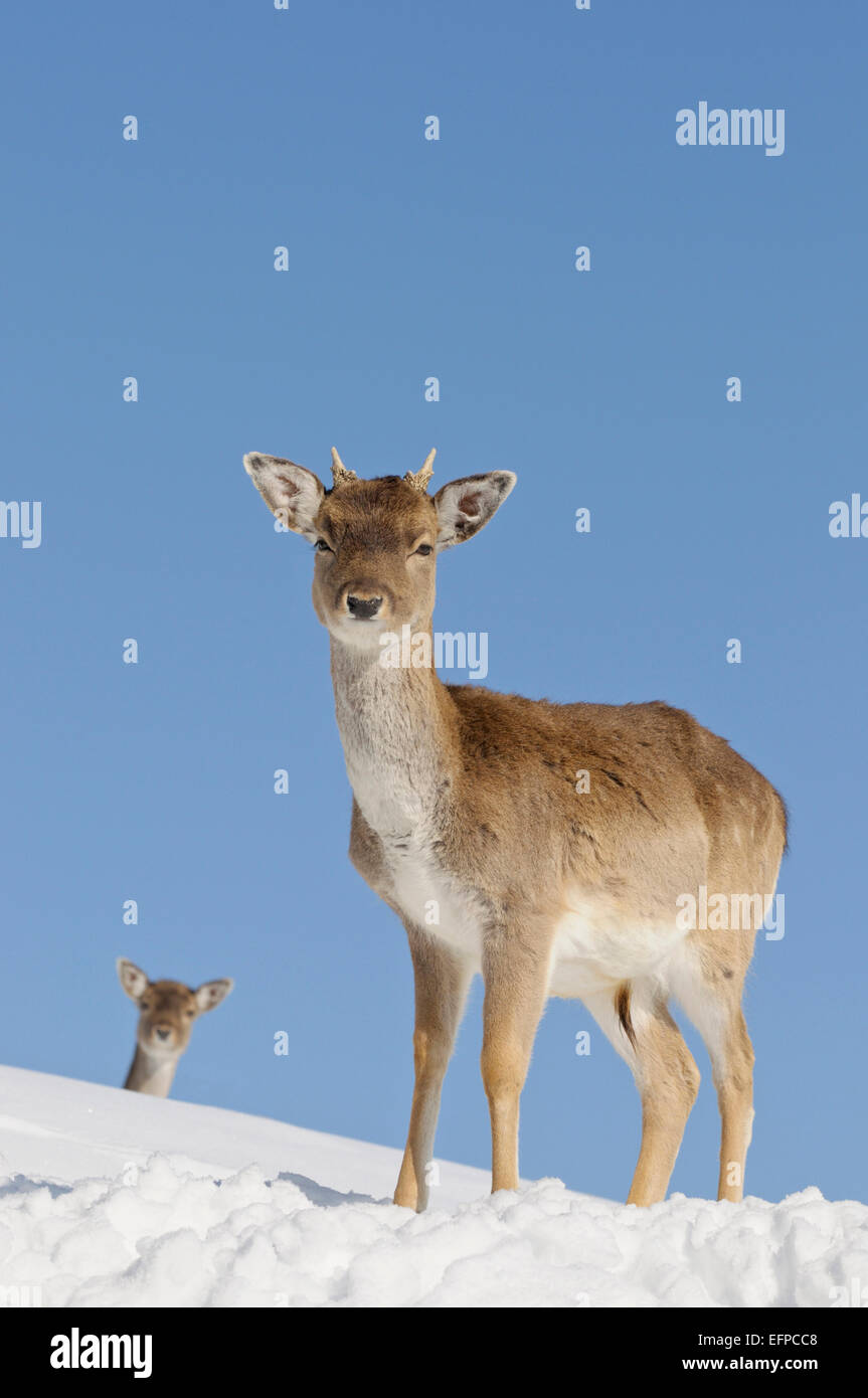 Daino Dama Dama due giovani neve permanente Germania Foto Stock