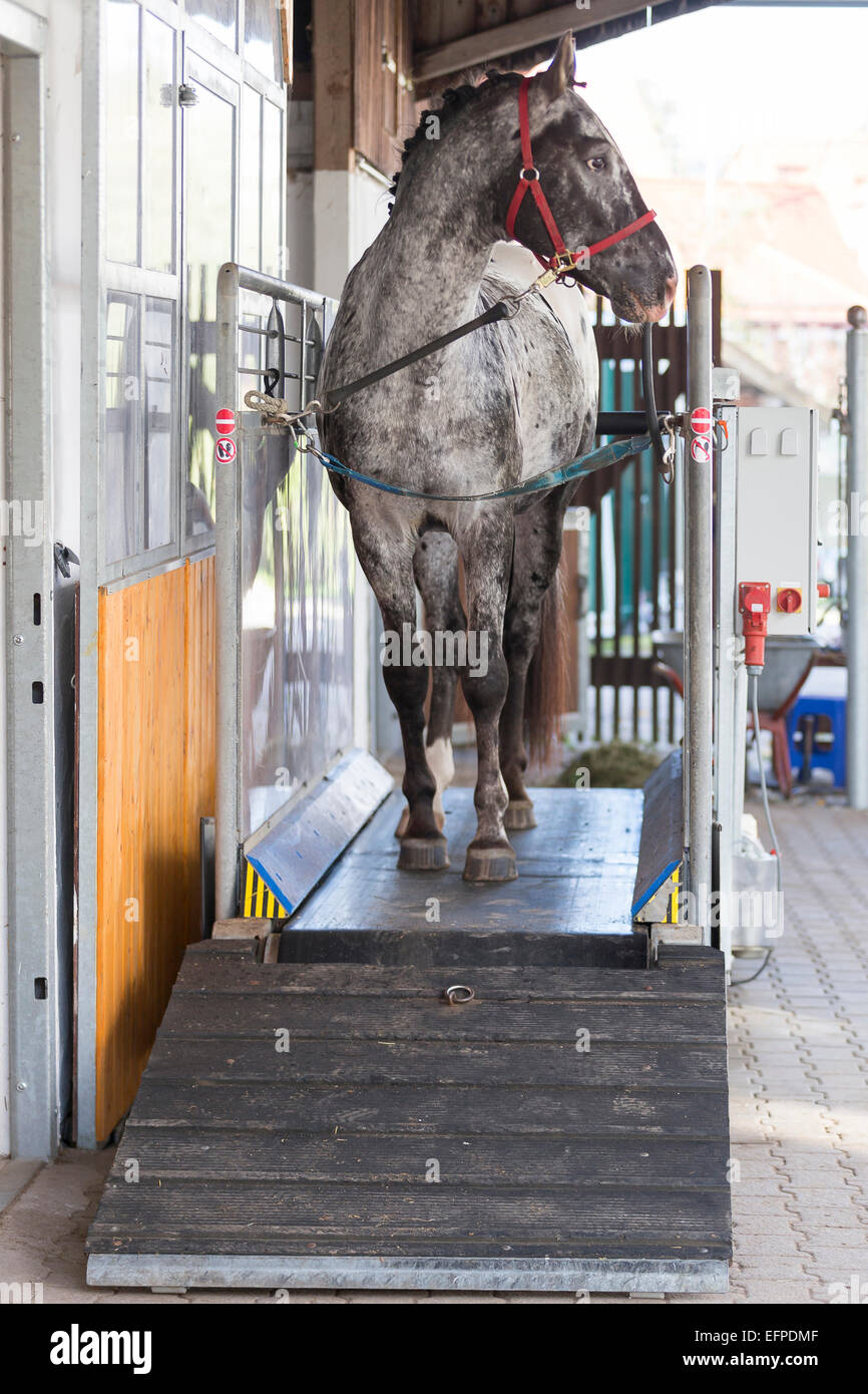 Horse treadmill immagini e fotografie stock ad alta risoluzione - Alamy