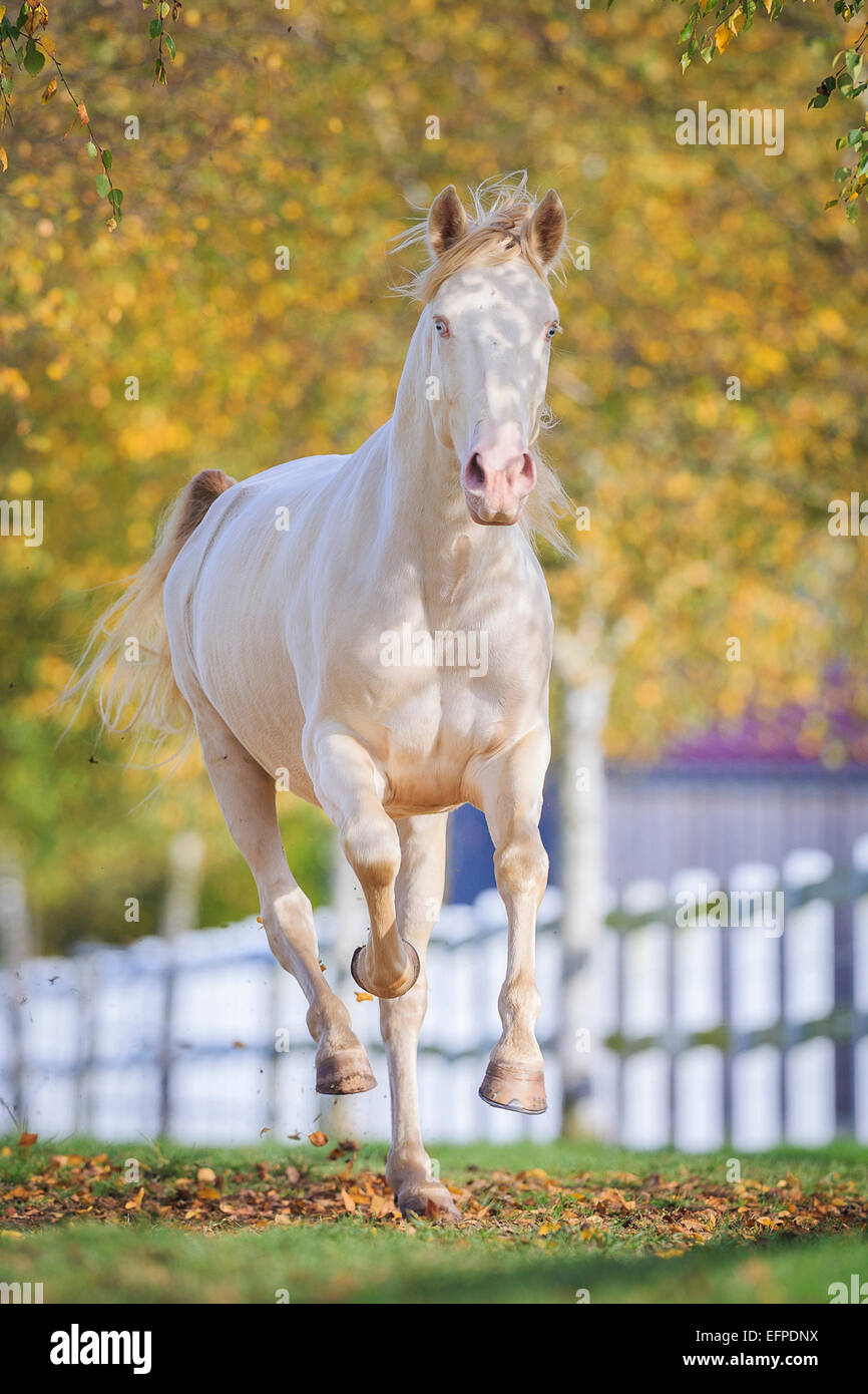 Lusitano Cremello pascolo galoppante Germania Foto Stock