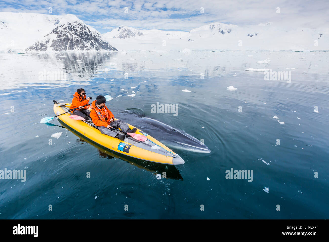 Un curioso Antartico minke whale approcci kayakers, in Neko Harbour, l'Antartide, regioni polari Foto Stock