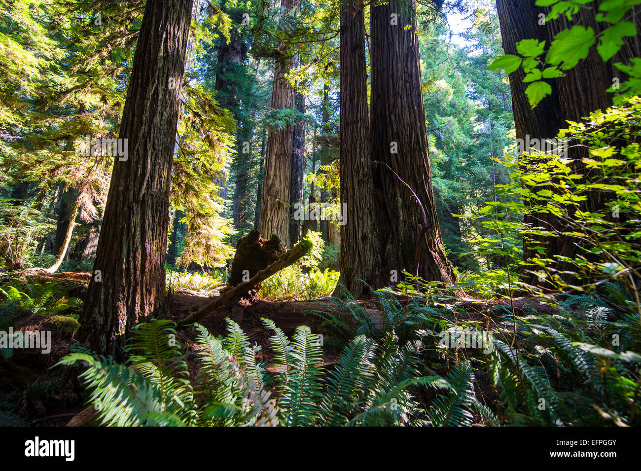 Giganteschi alberi di sequoia in Redwoods nazionali e i parchi statali della California, Stati Uniti d'America Foto Stock