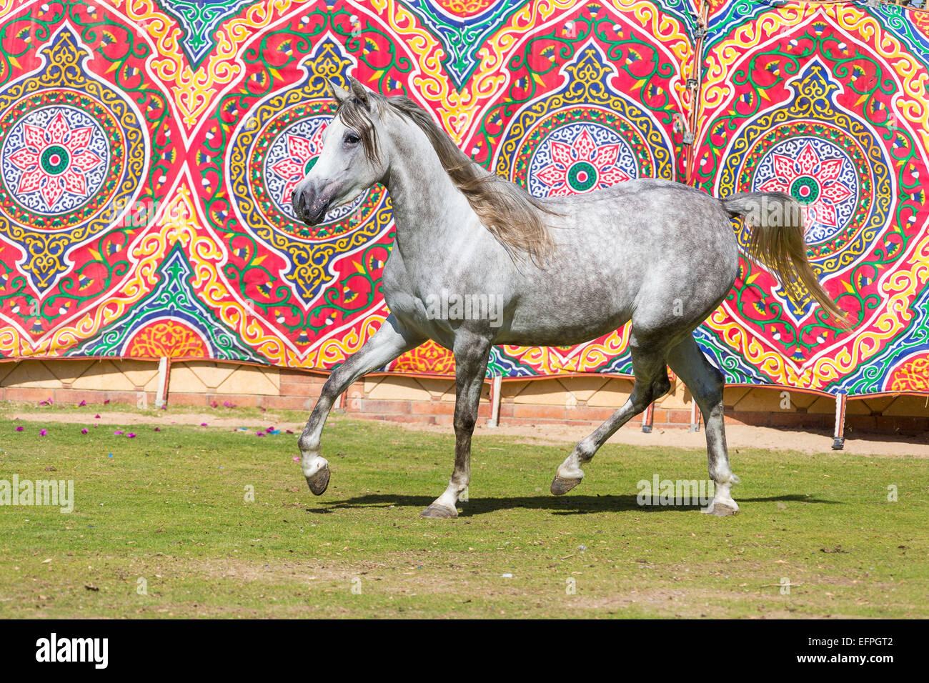 Arabian Horse grigio mare di trotto parete colorata tappezzeria in Egitto di sfondo Foto Stock