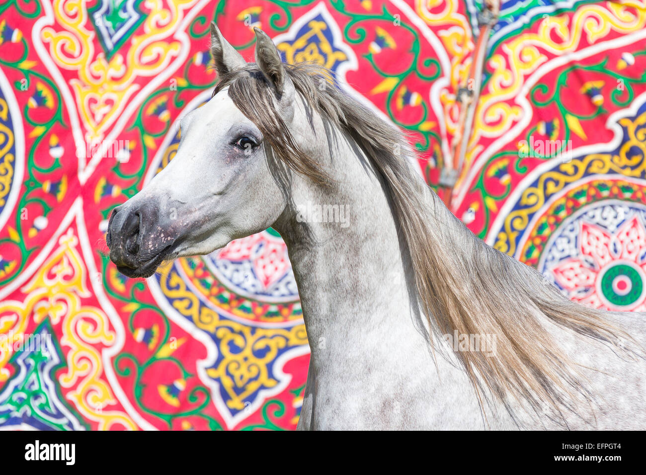 Arabian Horse ritratto grigio mare parete colorata tappezzeria in Egitto di sfondo Foto Stock