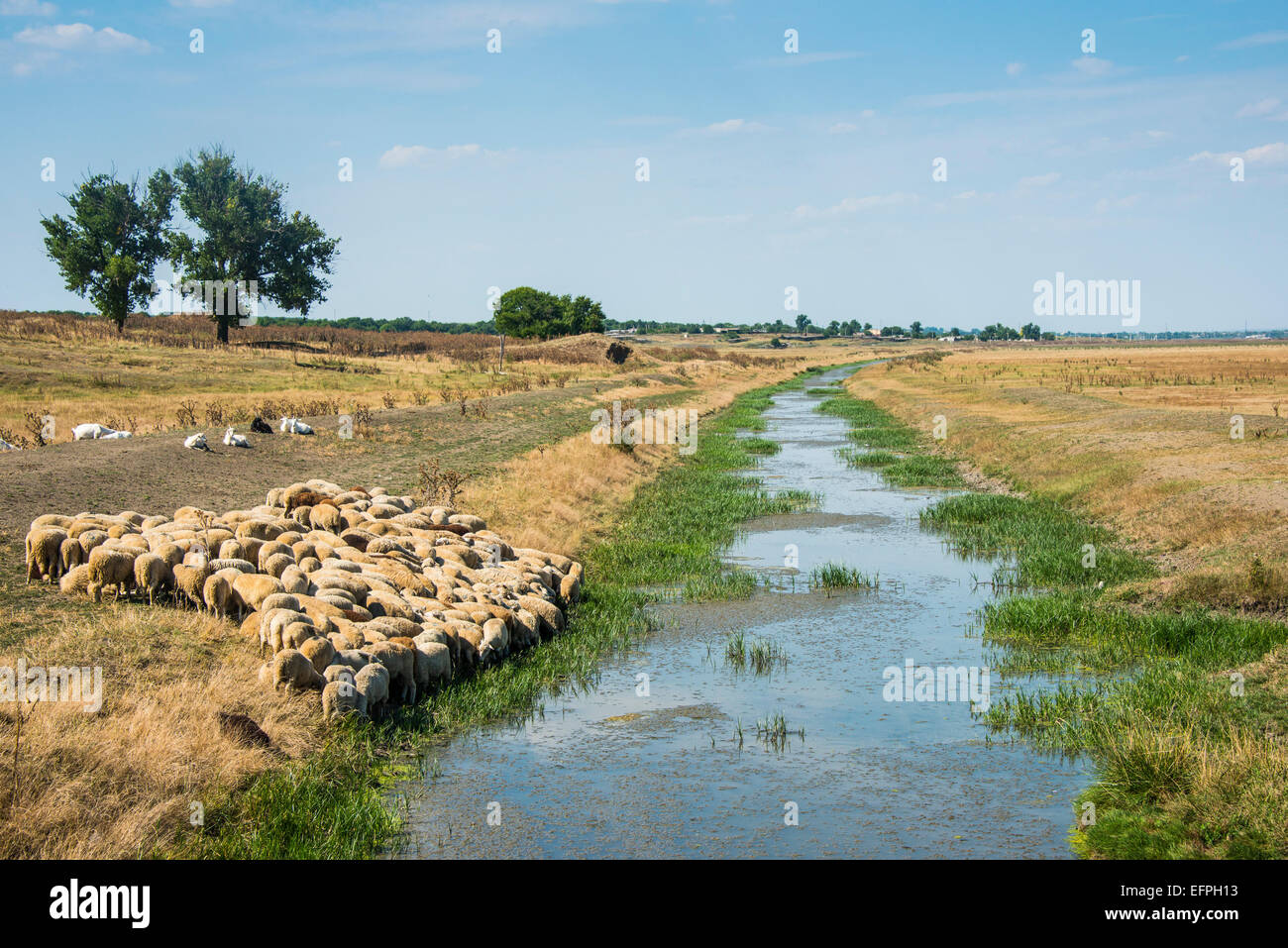 Allevamento di pecore al pascolo su un piccolo canale Besalma, Gagauzia, Moldavia Foto Stock