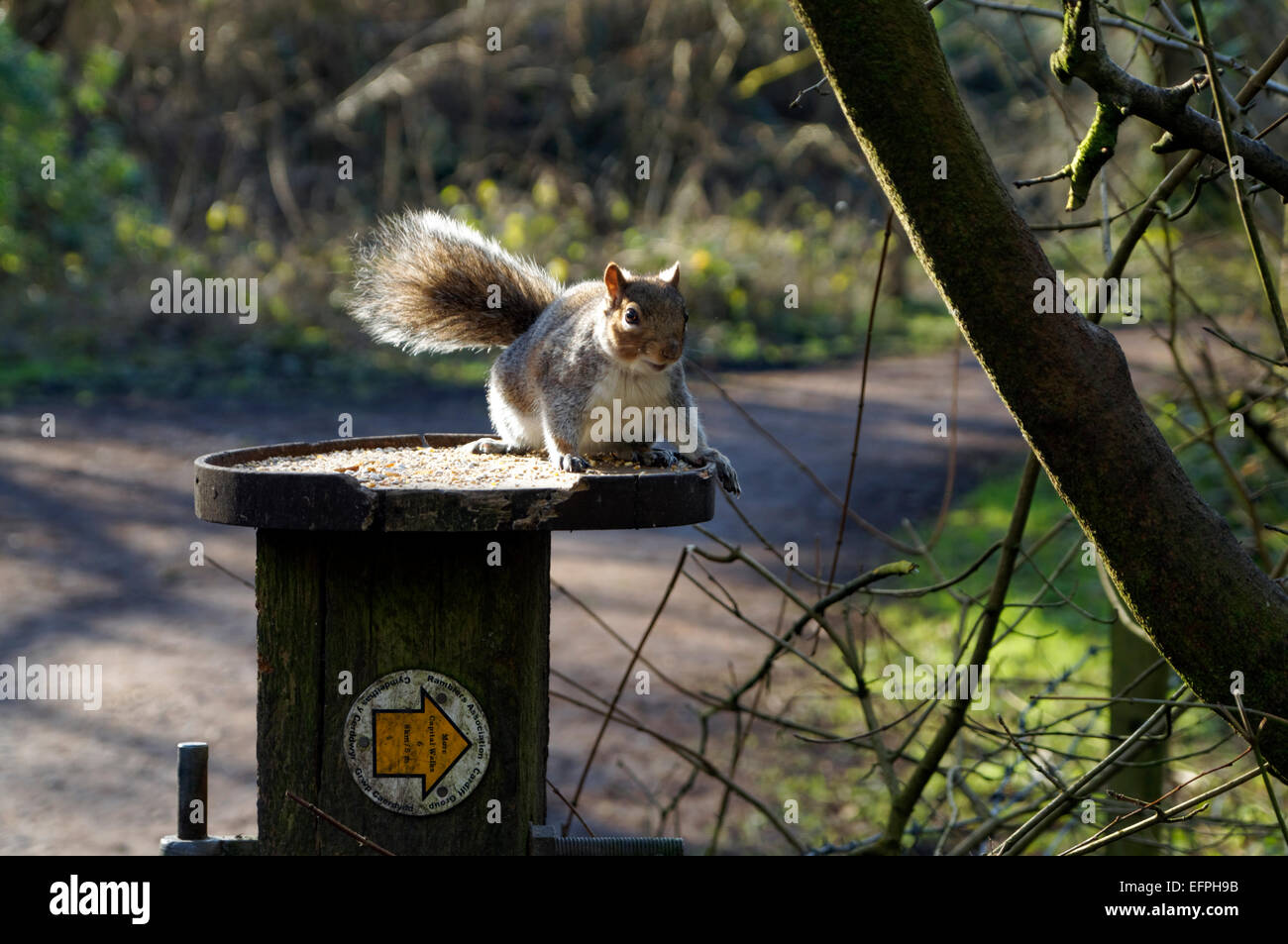 Scoiattolo grigio, Glamorgan Canal natura locale riserva, Whitchurch, Cardiff, Galles, UK. Foto Stock